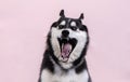 Siberian Husky dog Ã¢â¬â¹Ã¢â¬â¹shows aggression Royalty Free Stock Photo